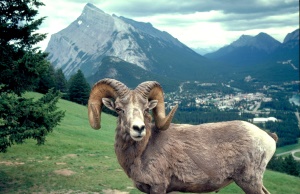 berggeit (Mountain Goat) | Banff   dorp